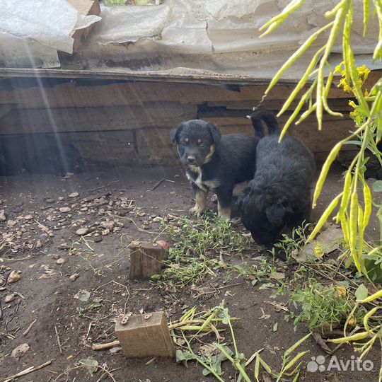 Щенята бесплатно