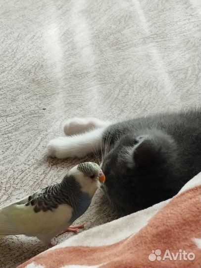 Волнистый попугай с клеткой