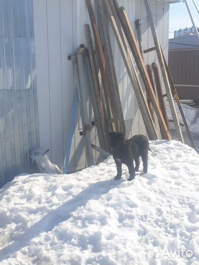 Щенок девочка в добрые руки