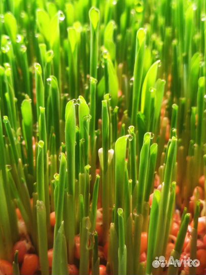 Семена кукурузы росс 199 мс