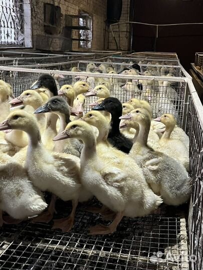 Утята, гусята