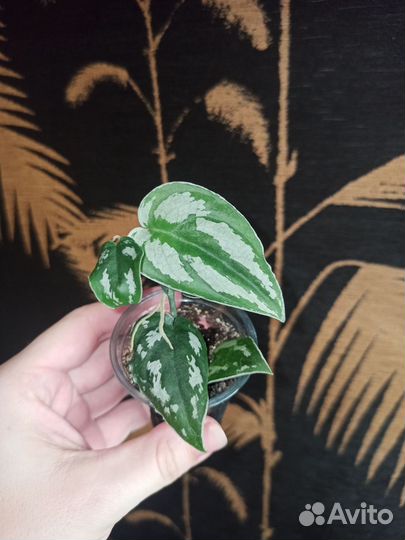 Сциндапсус Silver prince