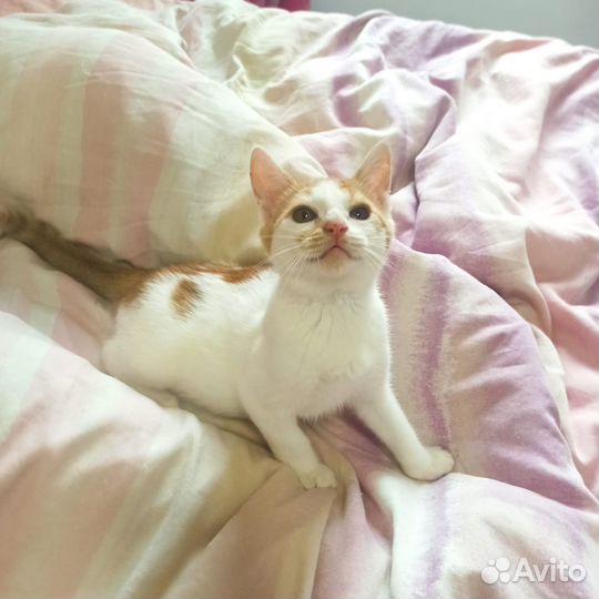 Коржик в дар