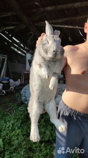 Продам крола