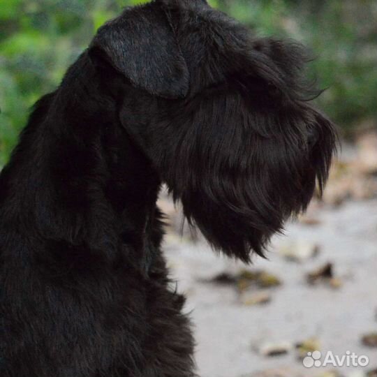 Роскошный чёрный цвергшнауцер