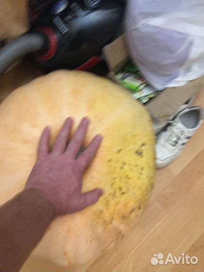Продам тыкву