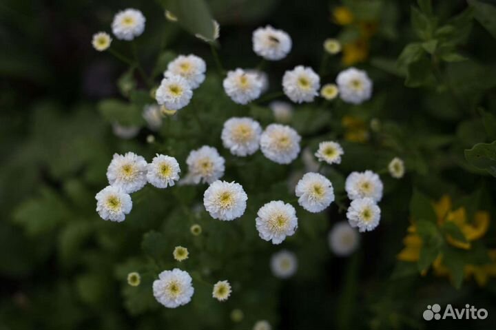 Кустики гипсофилы