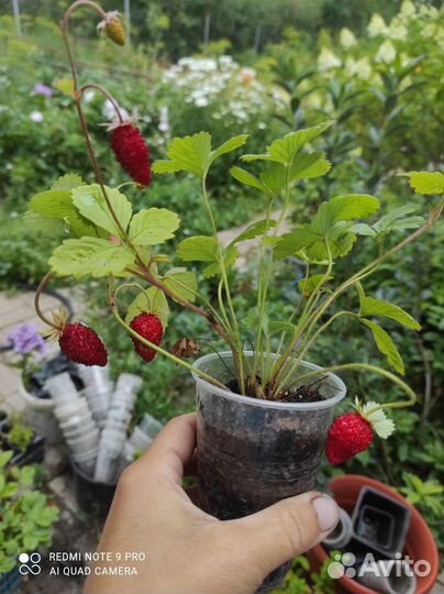 Земляника ремонтантная