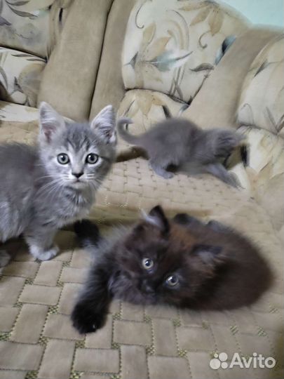 Кошка в дар бесплатно