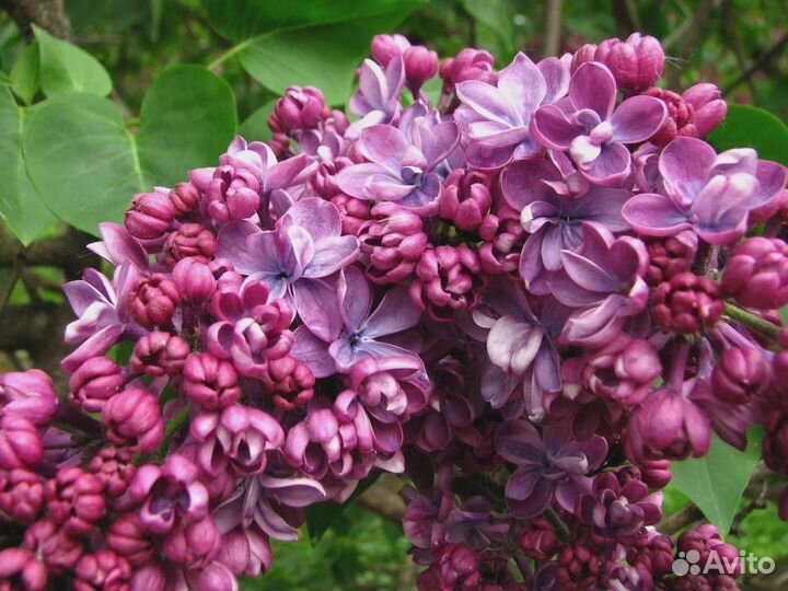 Сирень обыкновенная 