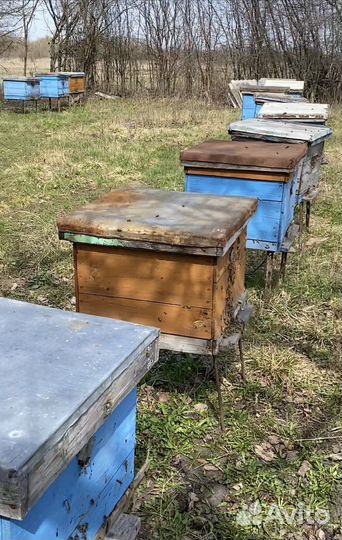 Продам пчелосемьи