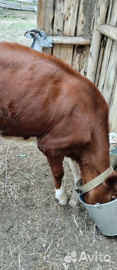 Телки, козы