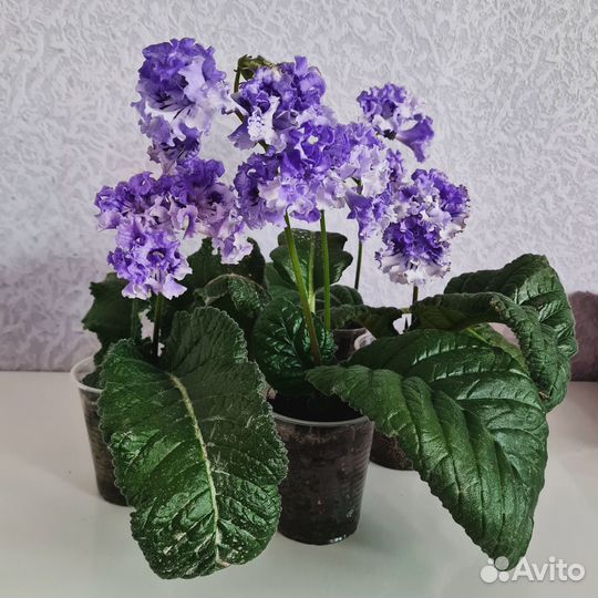 Стрептокарпус LM-Дед Мороз