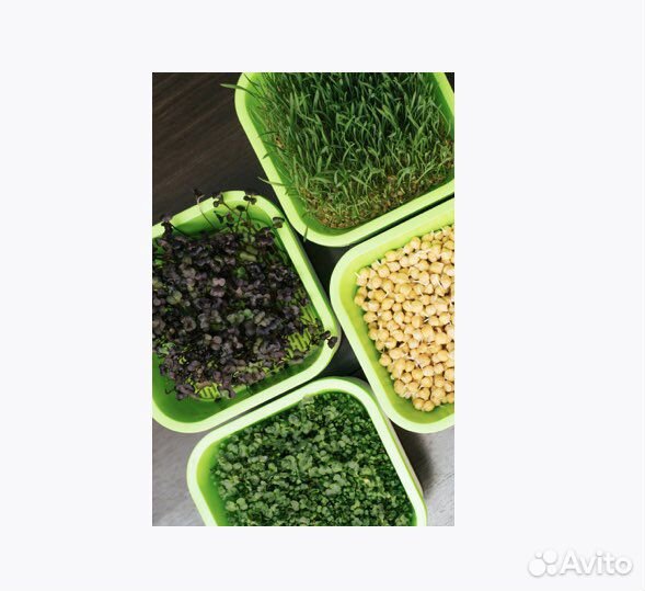 Проращиватель микрозелени «Здоровья клад»