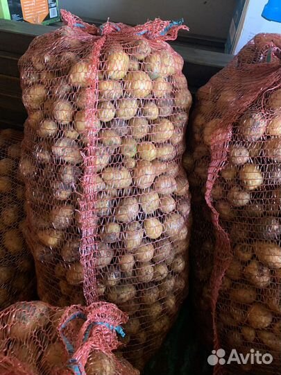 Картофель кормовой