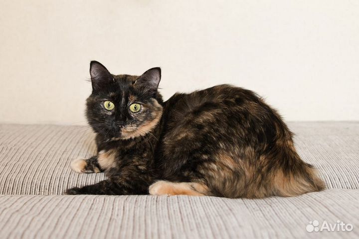 Лиза в поисках дома