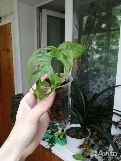 Монстера манки маск