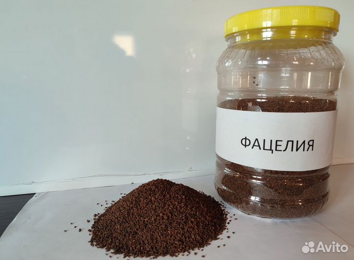 Семена фацелии