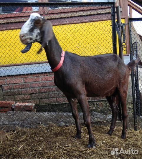 Коза дойная камори