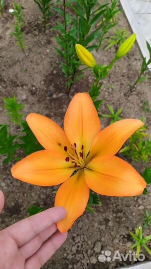 Лилии 2-3 годовалые на цвету сейчас 09.07.23