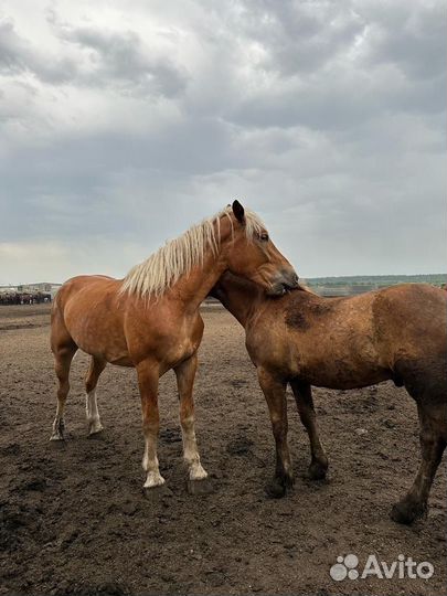 Советские тяжеловозы, лошади