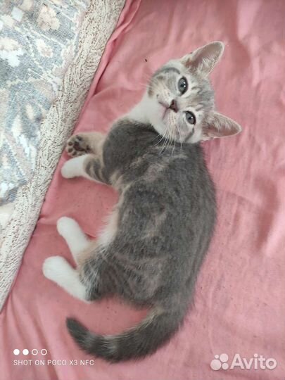 Британская кошка