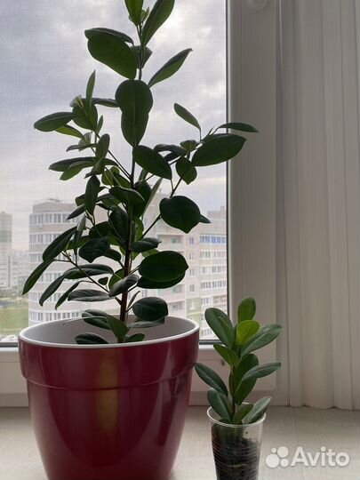 Фикус макламе