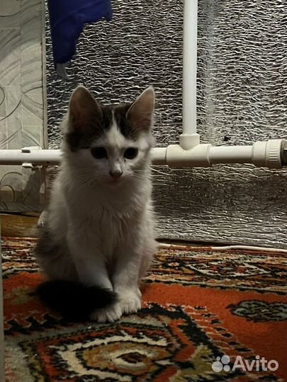 Котенок
