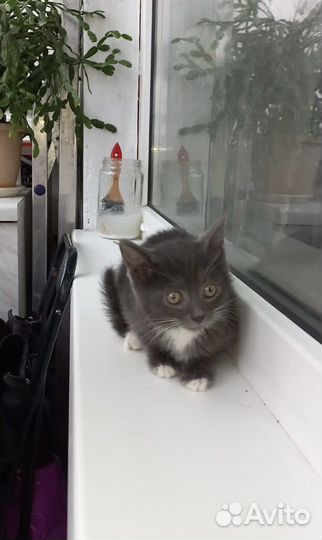 Котята в поиске дома