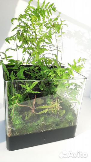 Флорариум с хищными растениями