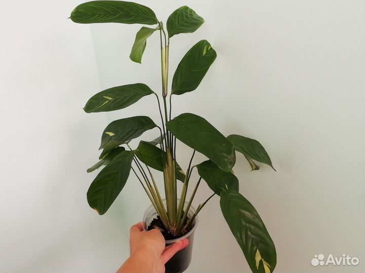 Ктенанта Лубберса