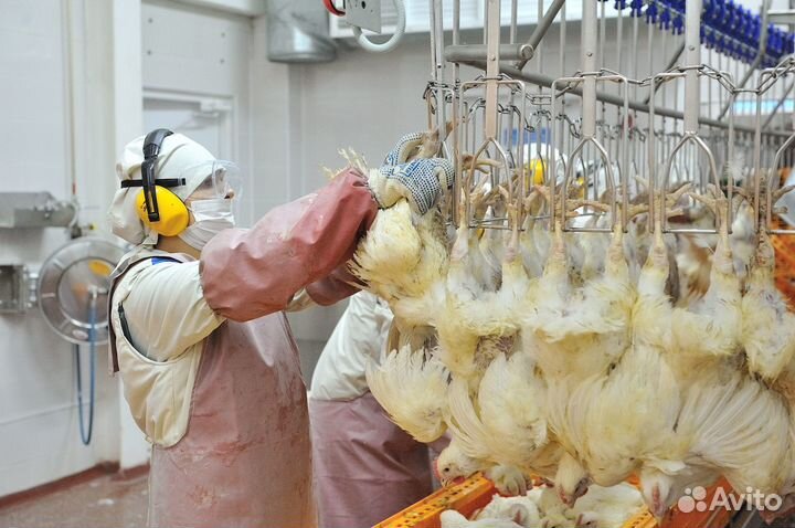 Работа на птицефабрике: вахты дополнительные