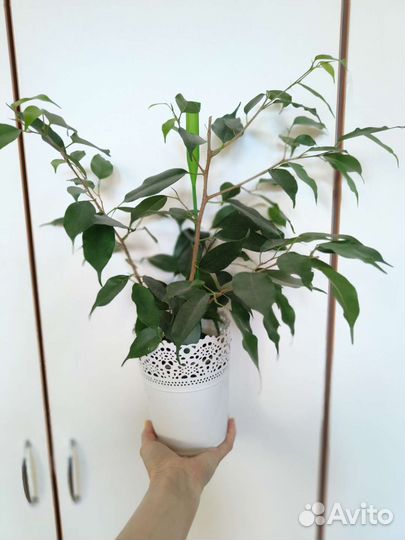 Фикус бенджамина 40 см