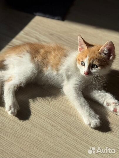 Отдам котят