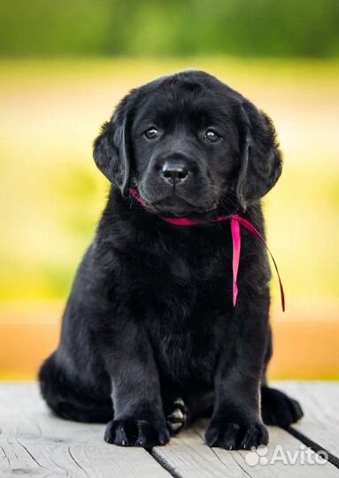 Чёрные щенки лабрадора ретривера питомник