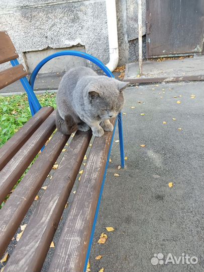 Кошка и кот ждем добрую семью, скоро зима