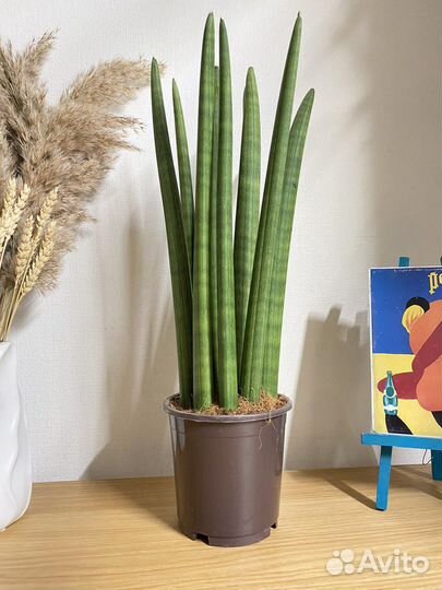 Сансевиерия цилиндрика большая