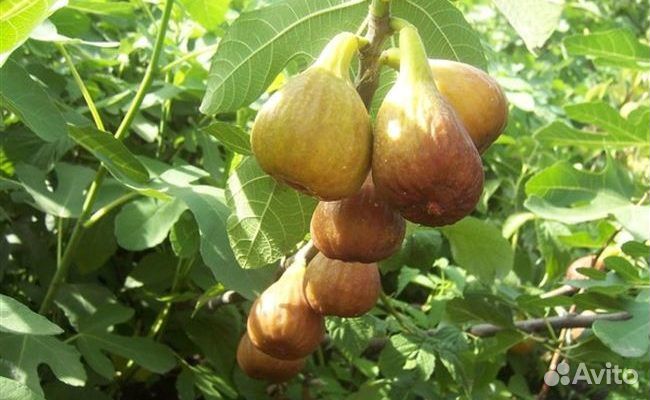 Саженцы инжира Долматинского