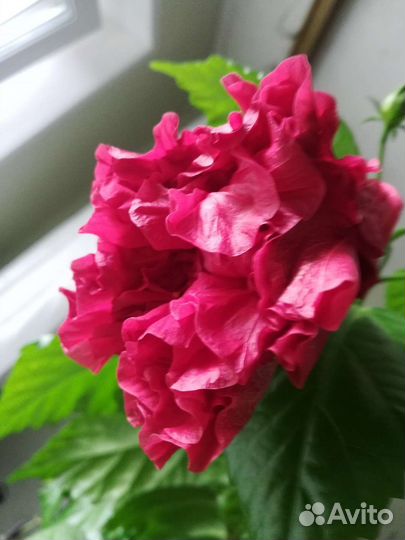 Гибискус китайская роза