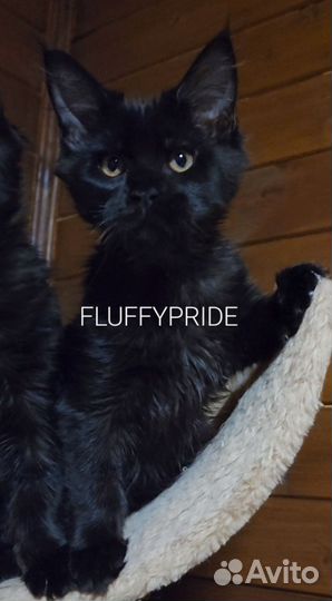 Мейн-кун котята. Питомник fluffypride