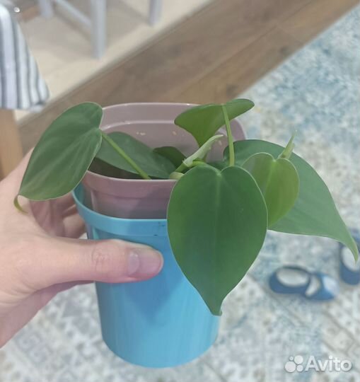 Филадендрон сканденс