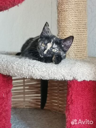 Котенок девочка 5 мес