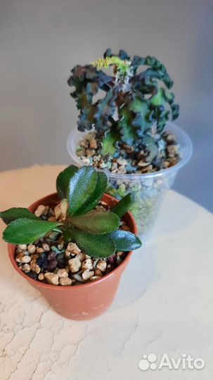 Брейния снежная и другие растения