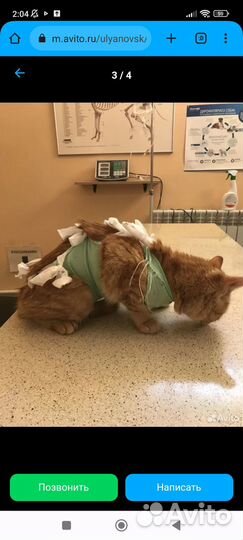 Молодая кошечка