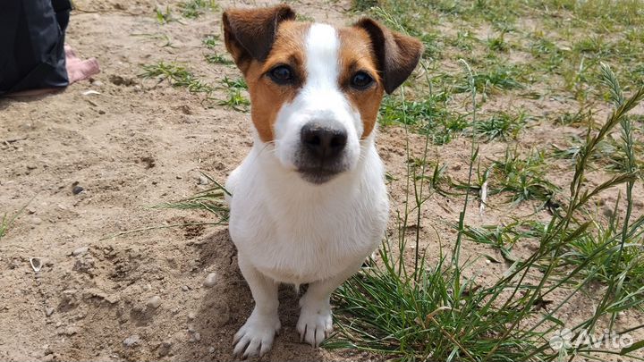 Вязка джек рассел терьер