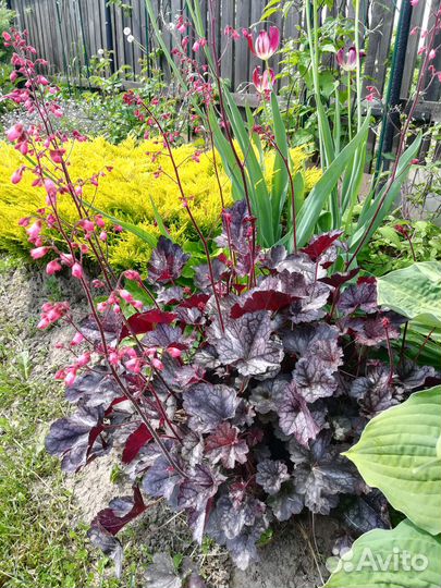 Гейхеры - саженцы и деленки