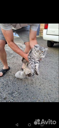Кошка в дар бесплатно