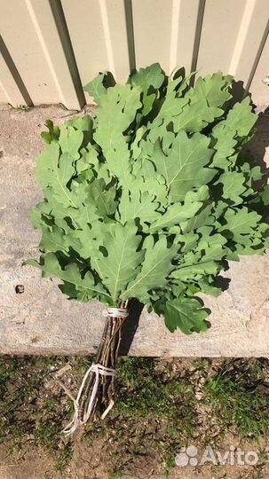 Плотные Веники для бани