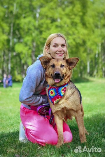 Собака из приюта бесплатно