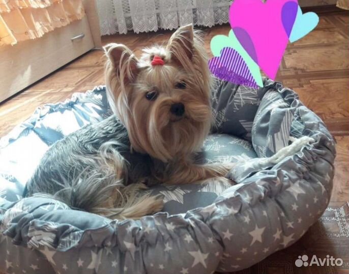 Лежанки (новые)